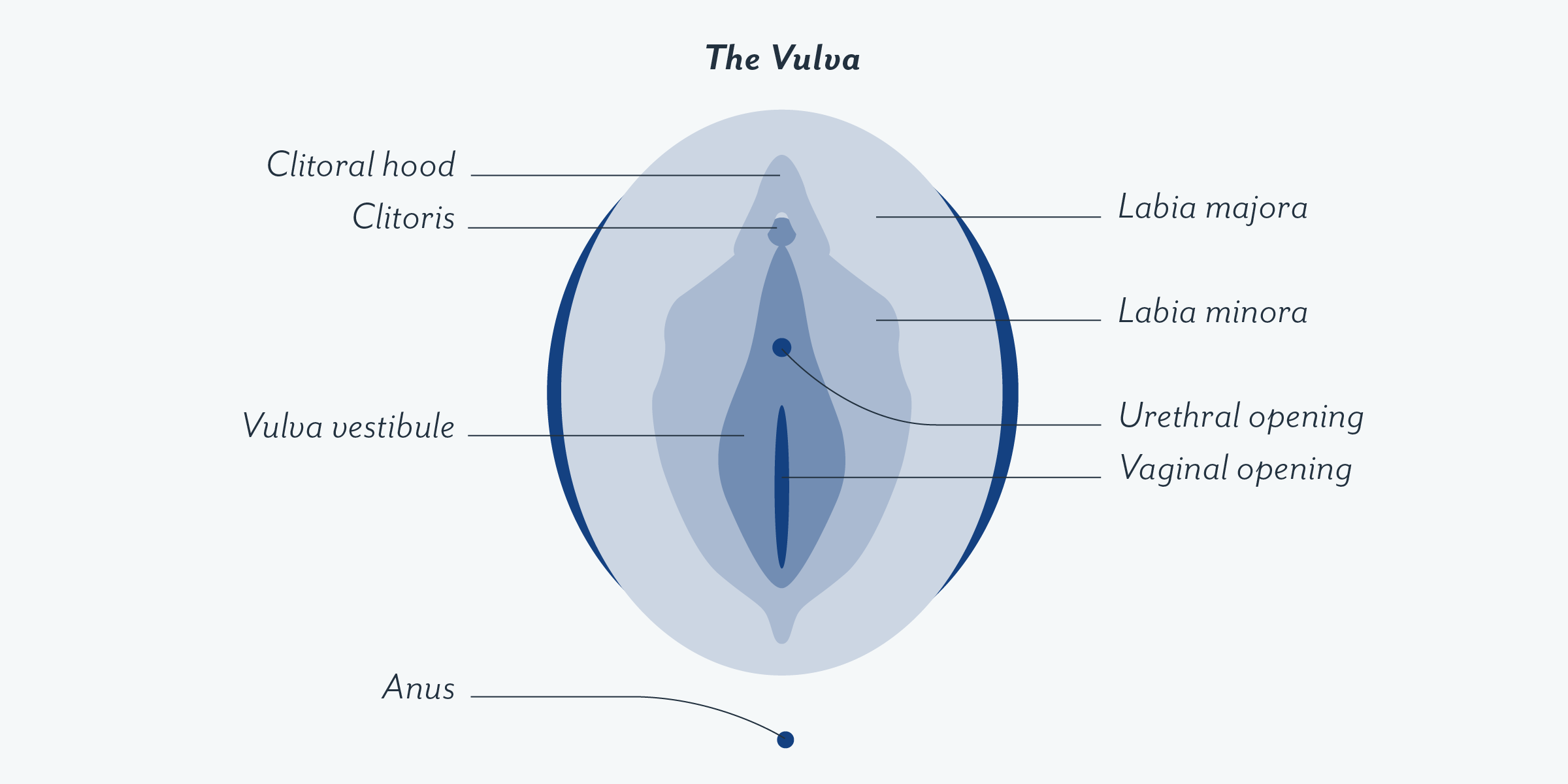 Read more about the article Why does the labia majora lose tone?